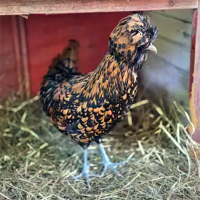 flash animaux de la ferme