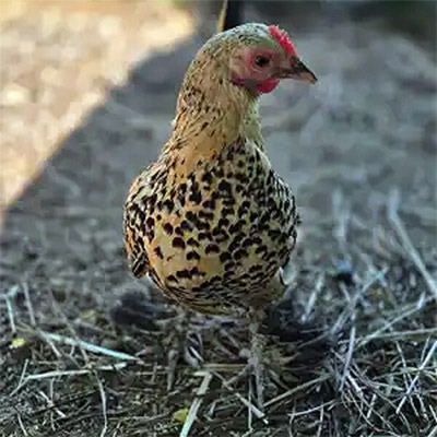 kiki-la-rrikki animaux de la ferme