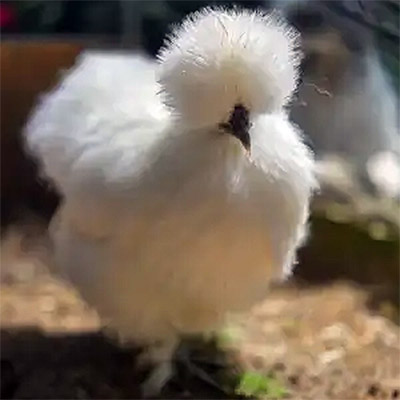 neige animaux de la ferme